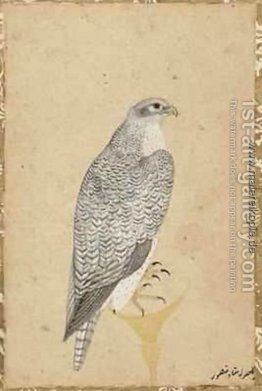 Porträt einer Falcon aus Nordindien