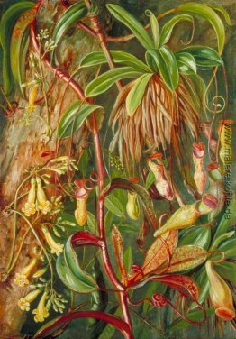 Seychellen Kannenpflanze und Bilimb Marron