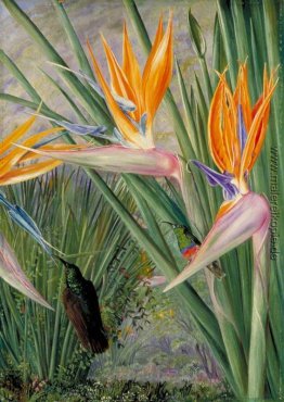 Strelitzia and Sugar Birds, Südafrika