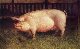 Portrait Pig