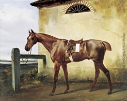 Ein Saddled Rennpferd an einen Zaun gebunden