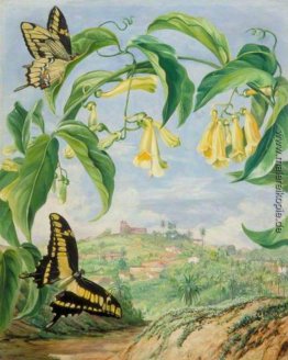 Yellow Bignonia und Schwalbenschwanz-Schmetterlinge mit einer An