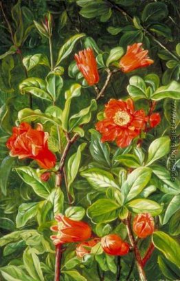 Blumen der Granatapfel, auf Teneriffa Painted
