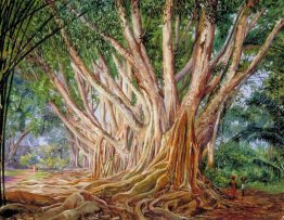 Avenue of Indian Rubber Bäume bei Peradeniya, Ceylon