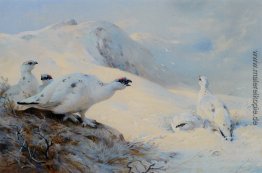 Ptarmigan Aufruf im Schnee