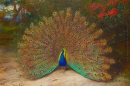 Peacock und Tagpfauenauge