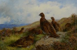 Red Grouse Verpackung