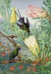 Marianne North