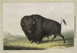 Buffalo Stier Beweidung