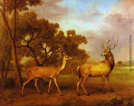 Red Deer Stag und Hind