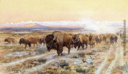 Der Bison Trail