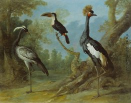 Demoiselle-Kran, Toucan und Tufted Crane