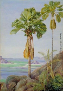 Männliche und weibliche Bäume des Coco de Mer in Praslin