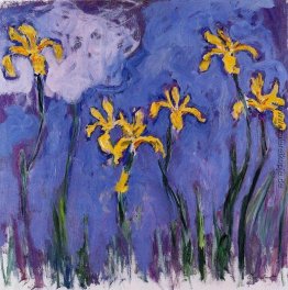 Gelbe Iris mit rosa Wolke