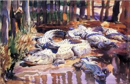 Muddy Alligators