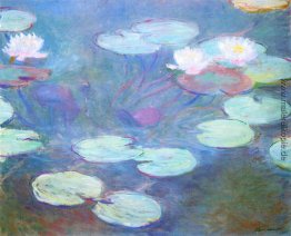 Wasser-Lilien, Rosa