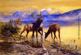 Elk in Lake McDonald