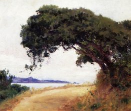 Point Lobos, Eiche