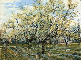 Orchard mit blühenden Pflaumenbäume