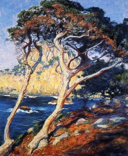 Point Lobos Bäume