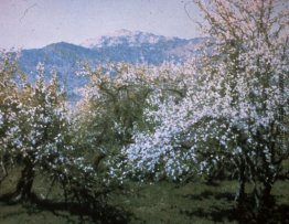 Verlassene Orchard