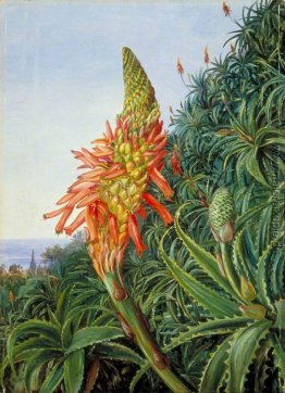 Gemeinsame Aloe in Blume, Teneriffa