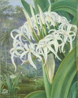 Ein Bornean Crinum