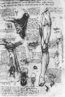 Anatomische Studien (Kehlkopf und Bein)