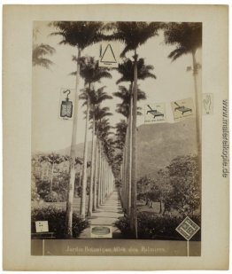 Jardin botanique, allée des Palmiers