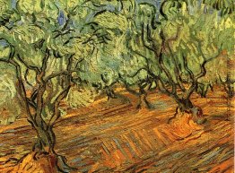 Olive Grove - strahlend blauer Himmel