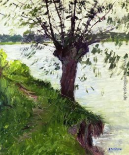 Willow auf die Ufer der Seine