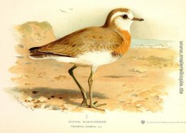 Caspian Plover