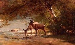 Deer in einer Landschaft