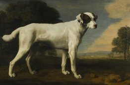 Viscount Gormanston White Dog