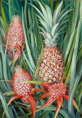 Wilde Pine Apple in Blüte und Frucht, Borneo