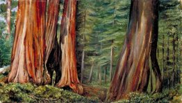 Das Mariposa Waldung der großen Bäume, Kalifornien