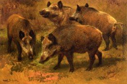 Vier Boars in einer Landschaft