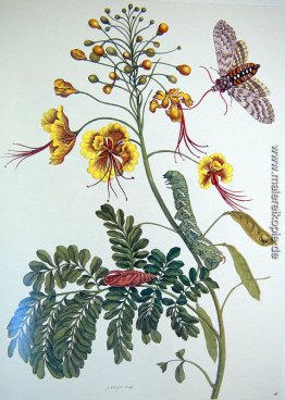 von Metamorphosis insectorum Surinamensium, Tafel XLV