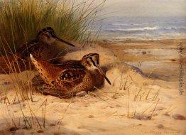 Woodcock Nesting On Ein Strand