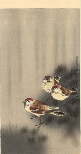 Three Tree Sparrows in einem regen Dusche