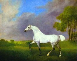 A Grey Horse