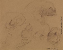 Cat Study