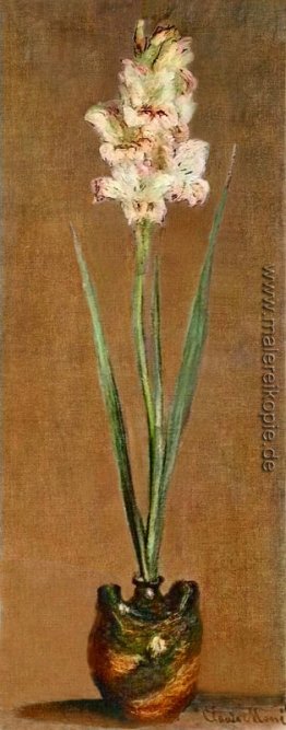 Gladiole