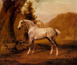 Ein Grauer Stallion in einer Landschaft