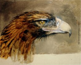 Eagle-Kopf aus dem Leben