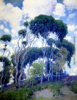 Laguna Eucalyptus