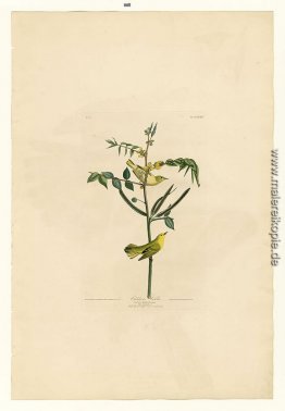 Platte 35 Kinder Warbler Platte 35 Kinder Warbler