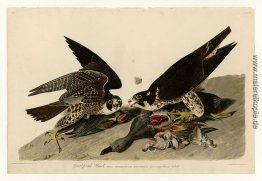 Platte 16 Großtritt Hawk Platte 16 Großtritt Hawk