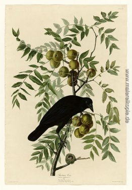 Platte 156 Amerikanische Krähe Platte 156 Amerikanische Krähe